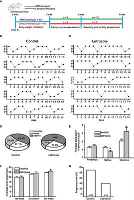 Suppression of neurotransmission on gonadotropin-releasing hormone neurons in letrozole-induced polycystic ovary syndrome: A mouse model